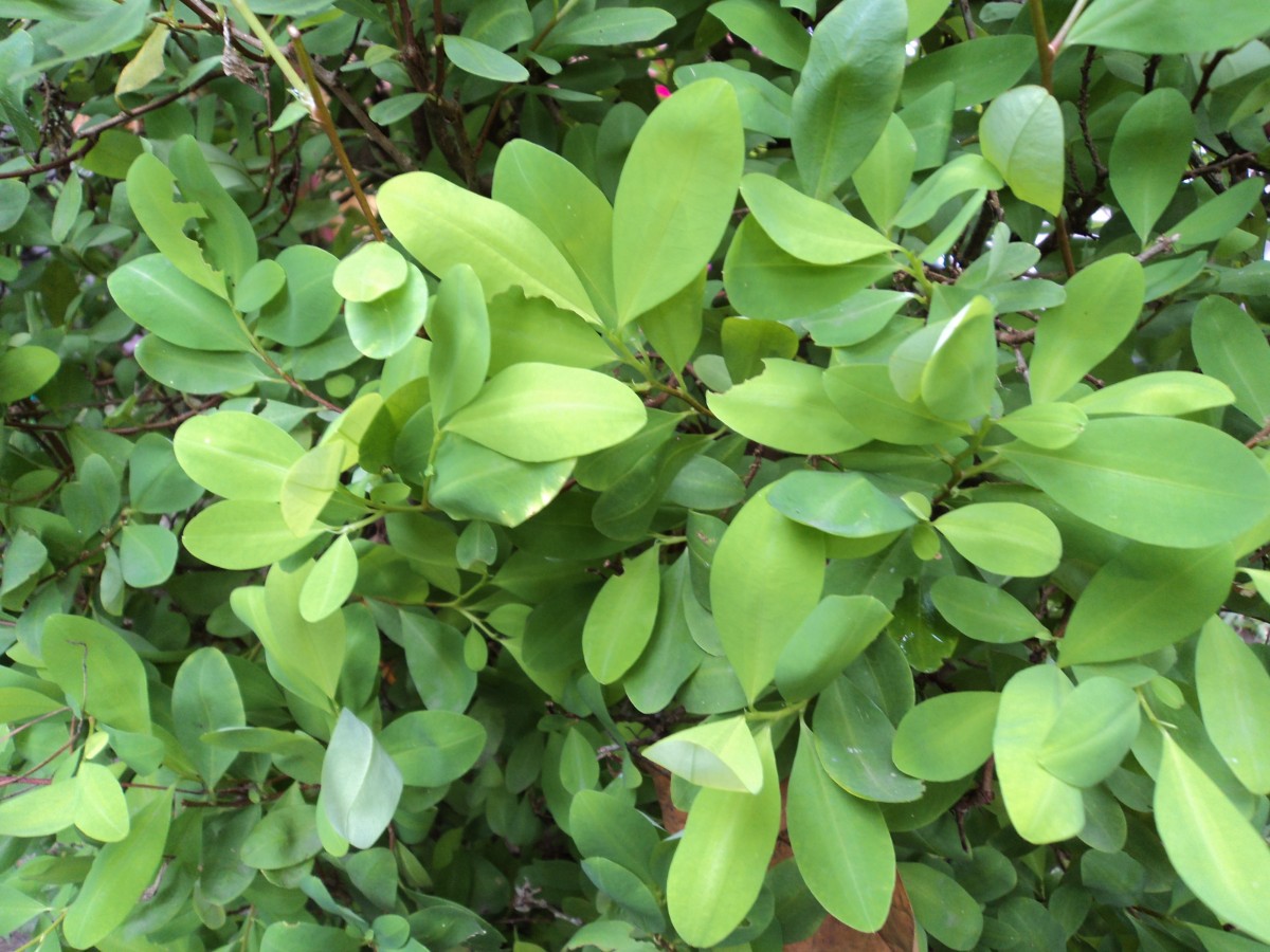 Erythroxylum novogranatense (D.Morris) Hieron.